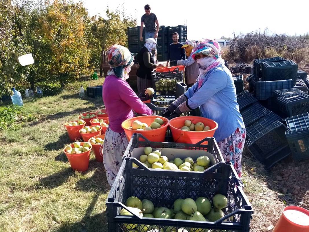 O ilimizde çiftçinin yüzü gülüyor: Hasat, cepleri doldurdu! Kilosu 17 TL, rekolte bu yıl düşük fakat getirisi yüksek 15